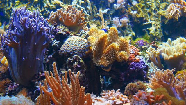 Beautiful, oceanic multi-colored coral in blue water of the aquarium. Shot in motion