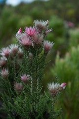 Fynbos