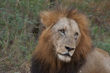 Male lion