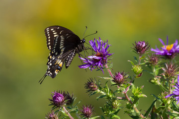 Fototapeta na wymiar Black Swallowtail Butterfly