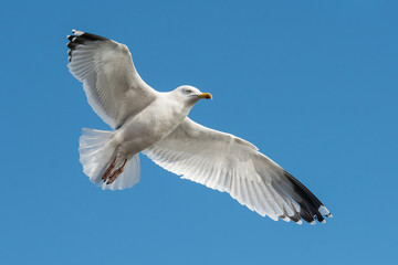 Herring Gull, Sea  Gull, Gull, Birds