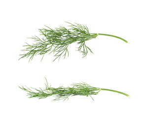 Dill herb isolated