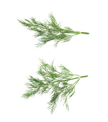 Dill herb isolated