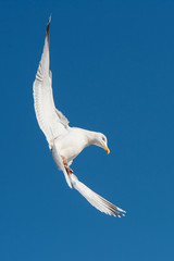 Obraz premium Herring Gull, Sea Gull, Gull, Birds