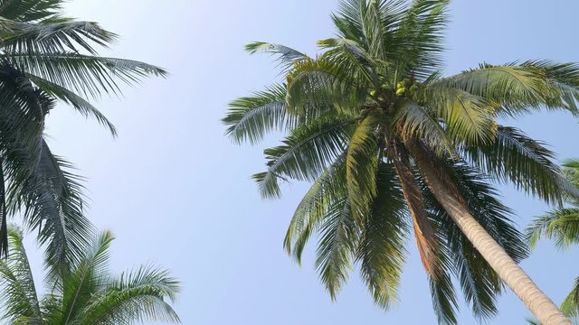 Looking up to the sky and tropical palm trees