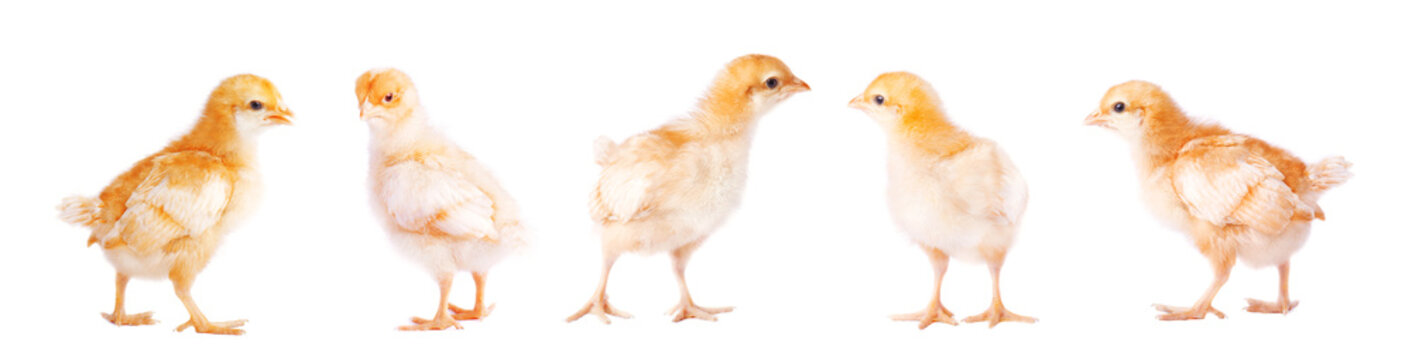 Many small yellow chickens isolated on white background. Collage of newborn chickens