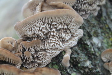 Underneath of Fungus