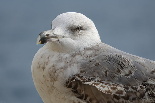 Goeland