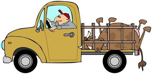 Illustration of a man driving a truck with a dead cow in the back.