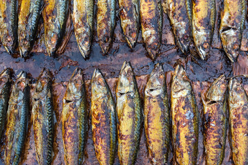 row of pan fried mackerels