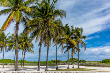 Fototapeta na wymiar Palms and sand in Miami Beach - 2