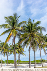 Fototapeta na wymiar Palms and sand in Miami Beach - 3