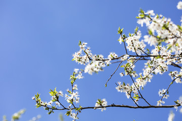 flower on the tree, flowering tree