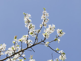 flower on the tree, flowering tree