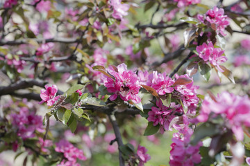 flower on the tree, flowering tree