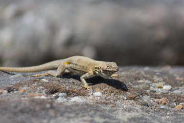 Lizards
