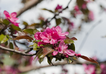 flower on the tree, flowering tree