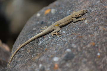 Lizards
