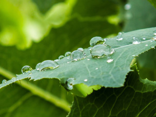 drops on grape leaves