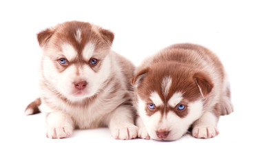 Two puppy of siberian husky, brown color, isolated on white background