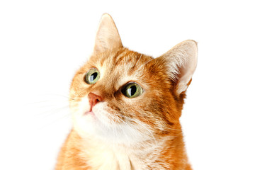 Adult red cat attentively looking up, isolated on white background