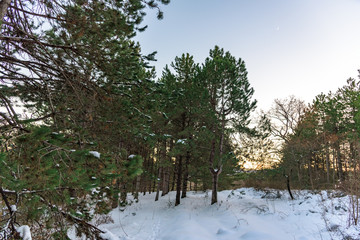 Wonderful orange sunset in the evergreen pine forest and small crescent in the blue sky. Russia, Stary Krym.