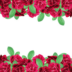 Beautiful floral background of dark red roses 