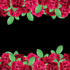 Beautiful floral background of dark red roses 