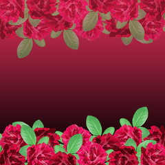 Beautiful floral background of dark red roses 