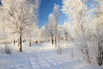 Winter landscape with snow covered trees  .