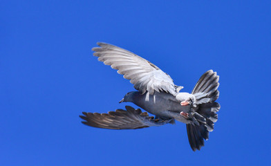 taklacı g&uuml;vercin