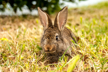 Wild bunny rabbit