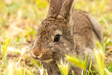 Wild bunny rabbit