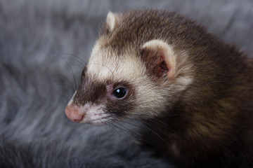 Fototapeta na wymiar Grey ferret, ferret muzzle