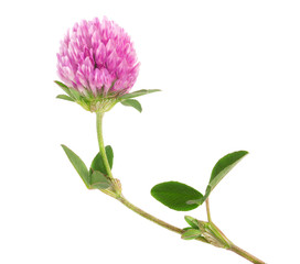 Clover flower on a stem with green leaves isolated on white background