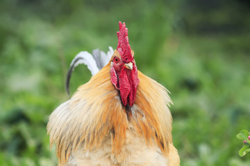 portrait of a bright red rooster with red comb on green grass