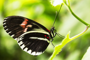 Chilling butterfly