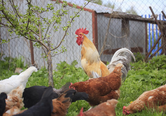 rooster and hen walking around the farm yard in the summer among the green grass