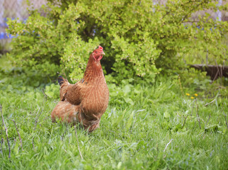 funny red chicken walking on the grass on the farm 