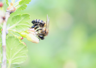Little bee gathers nectar from flowering branches in early spring