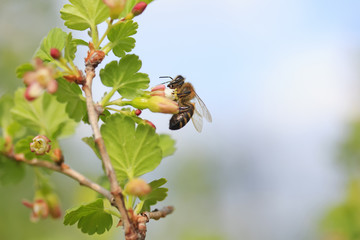 Little bee gathers nectar from flowering branches in early spring