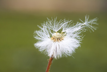 white fluffy dandelion and flying seeds