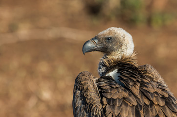 Vulture Potrait