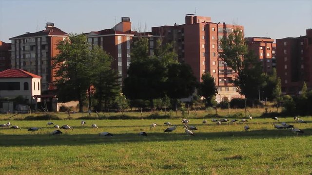 Gran colonia de cig&uuml;e&ntilde;as buscando alimento en un prado humedo en las cercan&iacute;as de la ciudad