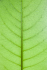 Fototapeta na wymiar pattern from leaf 