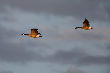 Canada geese flying together against the cloudy sky at sunset