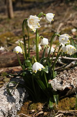Frühlingsknotenblume,  Märzenbecher  (Leucojum vernum)