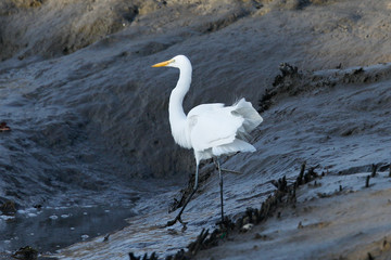 Snowy egret just landed at a North California marsh 