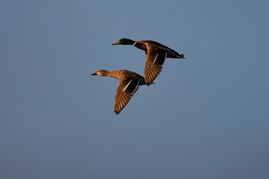  Couple of wild ducks flying together at sunset