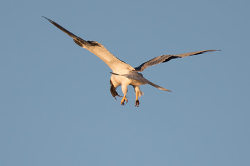 White-tailed kite flying in the wild at sunset, eating a mouse just caught